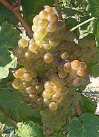 Marsanne