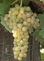 Viognier