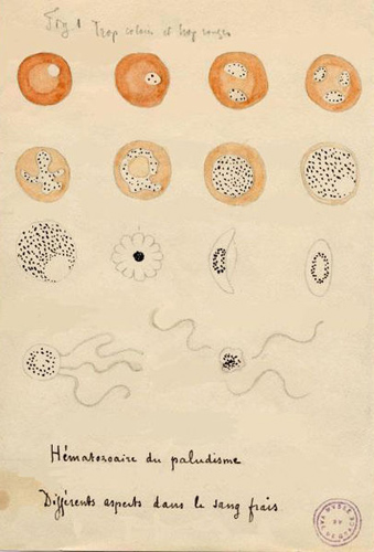 Laveran, dessins de l'hématozoaire