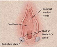 glandes de Barholin