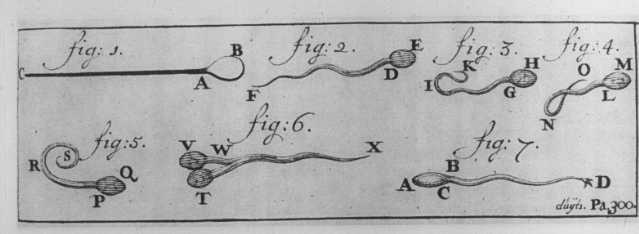 Spermatozoïdes observés par Leeuwenhoeck