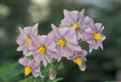 fleurs de pomme de terre