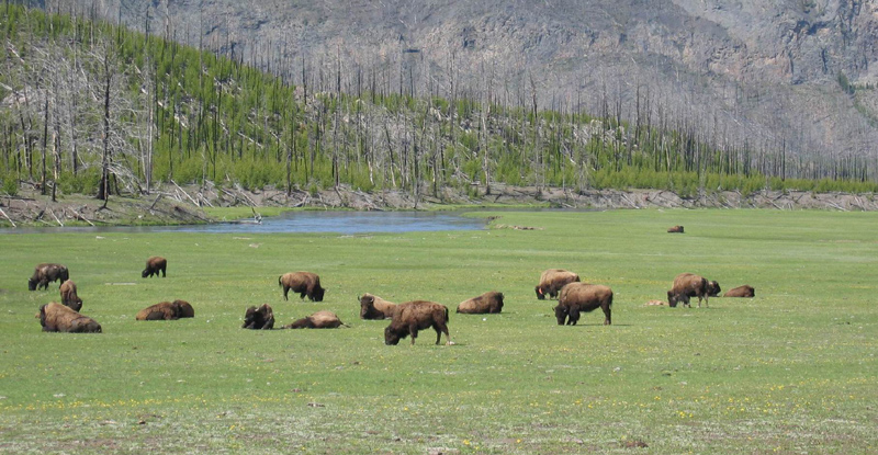 Troupeau de bisons (Buffalos)